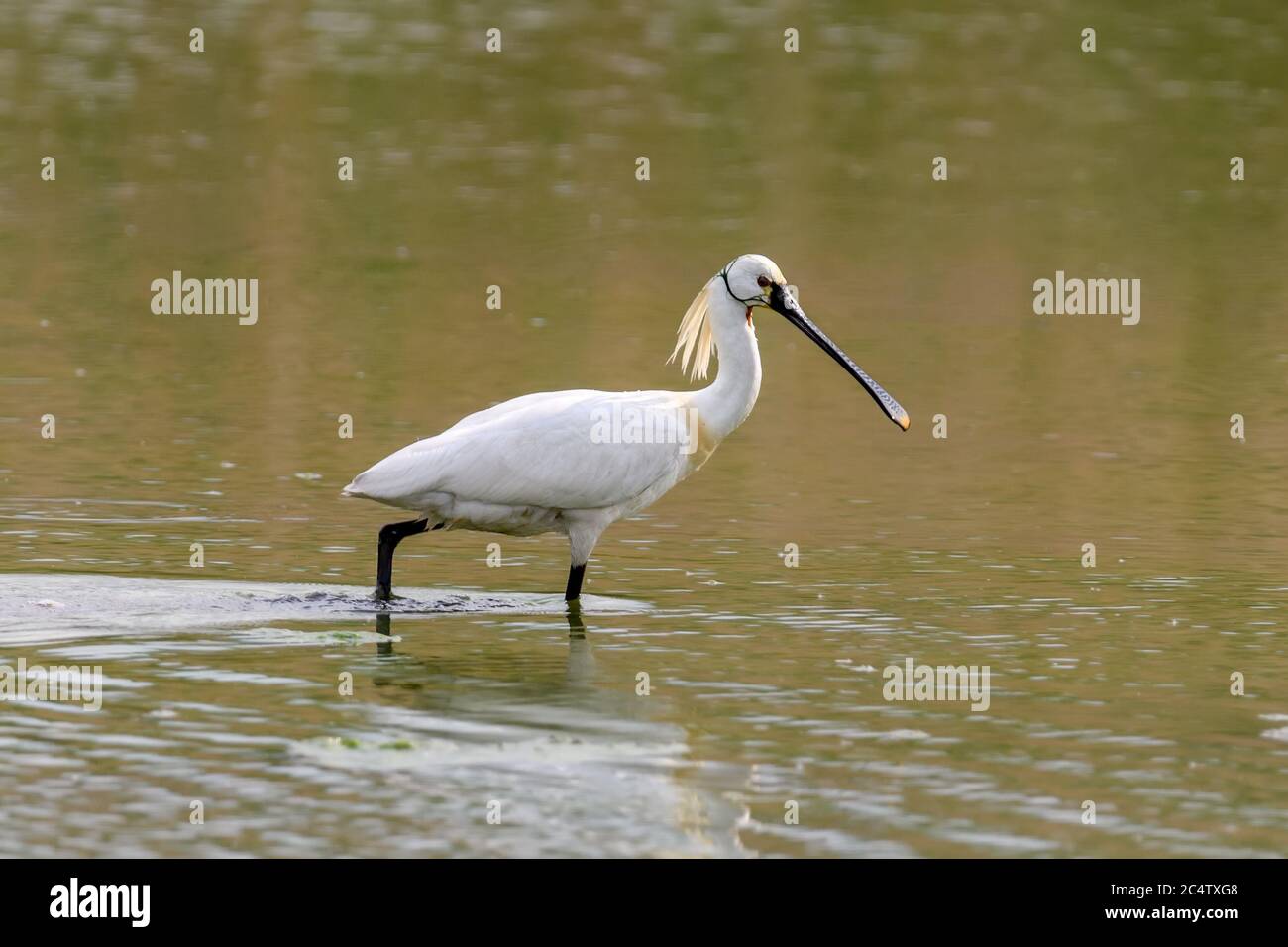 Eurasian spoonbill on pond. Water bird in the nature habitat. Wildlife scene Stock Photo