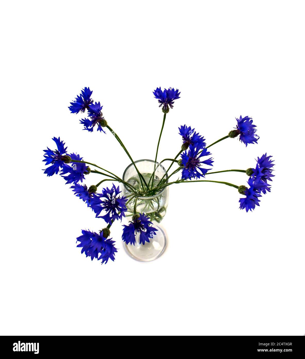 Blue flowers cornflowers hi-res stock photography and images - Alamy