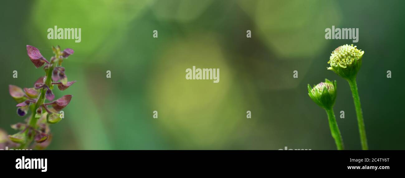 Flower Petals With Green Blur Background And Sunset Light Hd Image And Large Resolution Can Be Used As Background And Wallpaper Web Banners Consept Stock Photo Alamy