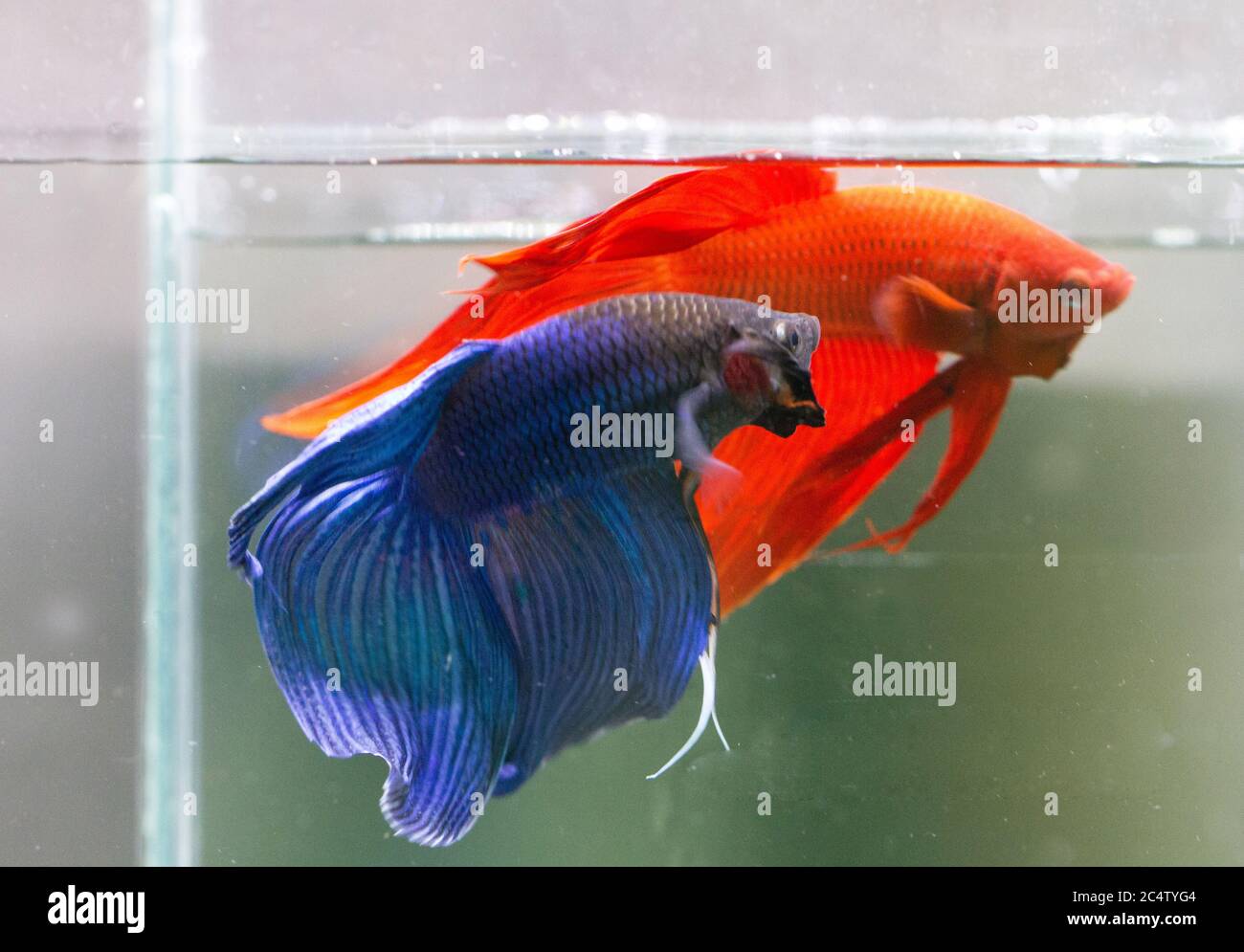 Betta Blue and Red Veiltail VT Male or Plakat Fighting Fish Splendens on Black Background. Stock Photo