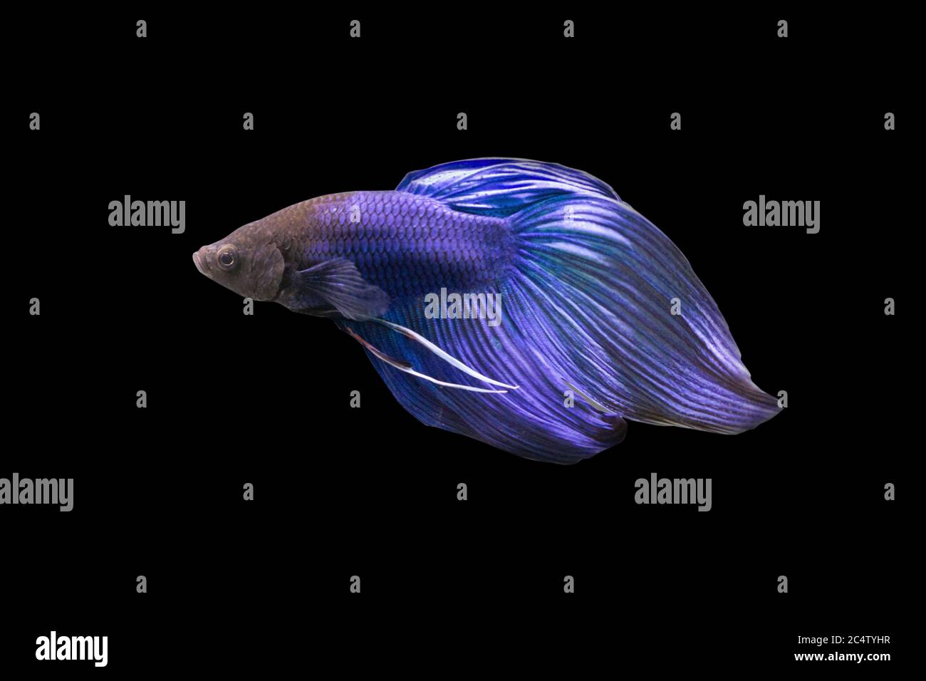 Betta Blue  Veiltail VT Male or Plakat Fighting Fish Splendens on Black Background. Stock Photo