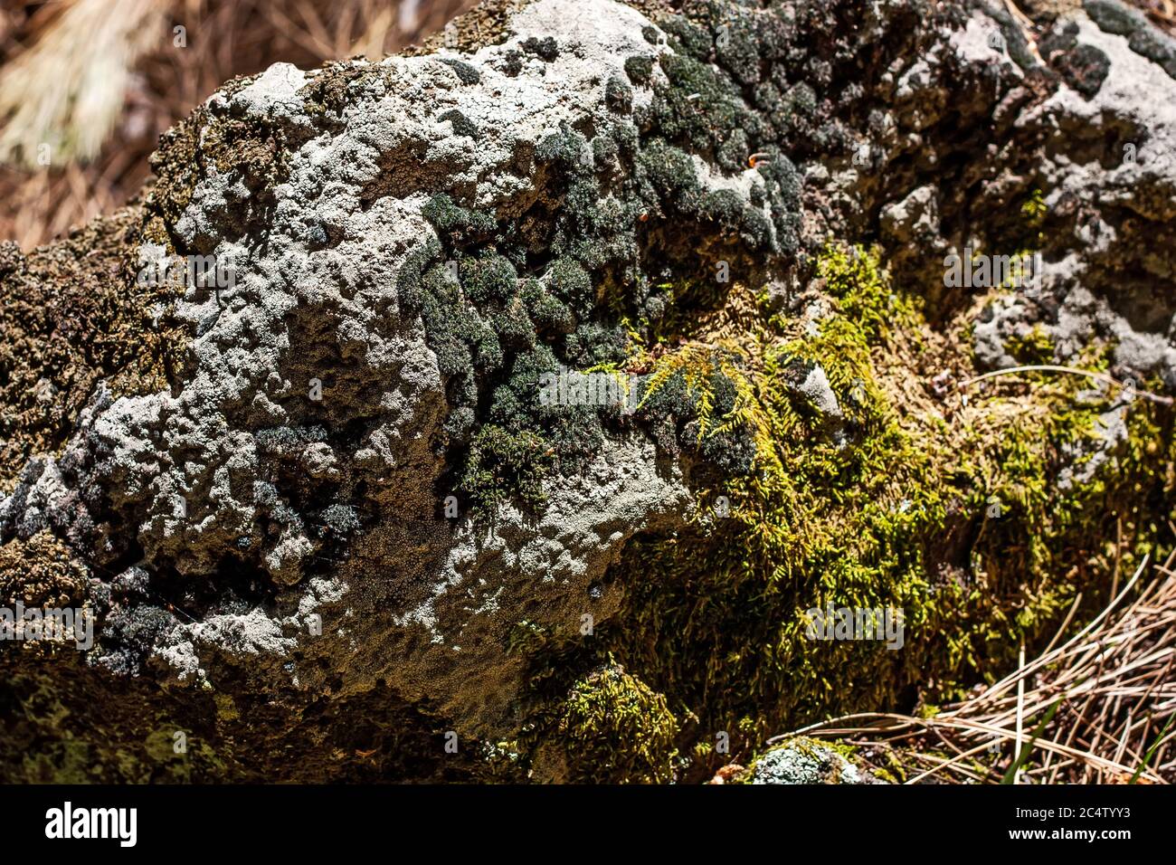 Beautiful green moss on the rough stones in the forest. Natural moss texture background for wallpaper. Selective focus. Stock Photo