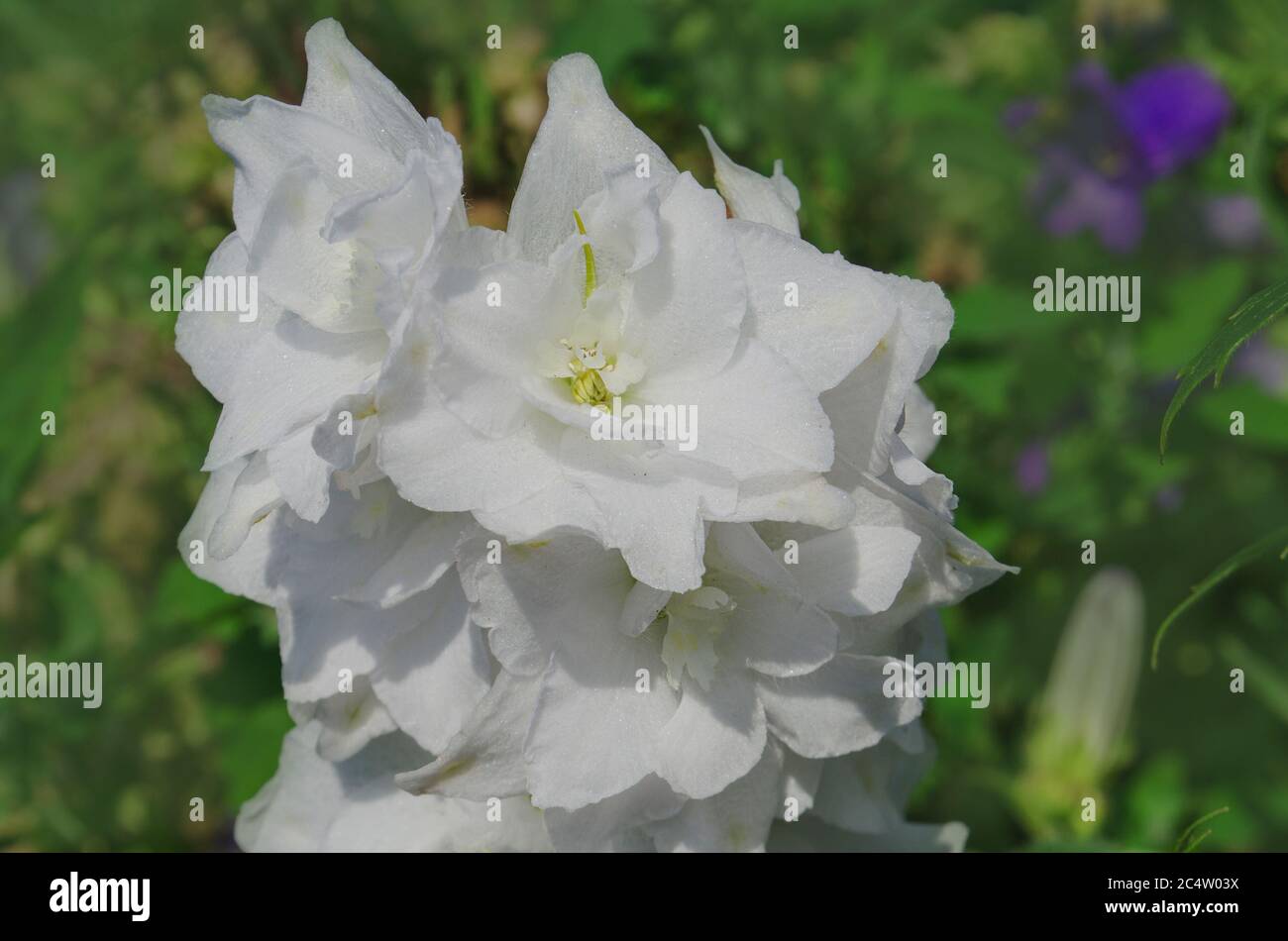 Delphinium Larkspur Moonlight grows in the garden. Larkspur flower care Stock Photo