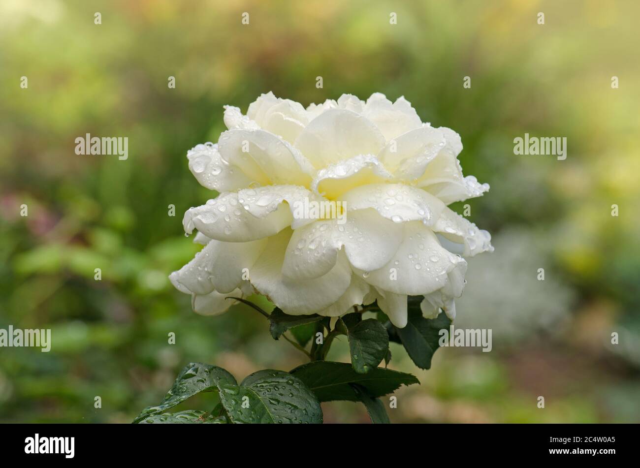 White Roses In Full Bloom White Rose Bush In Summer Morning Garden Hybrid Tea Rose Stock Photo Alamy