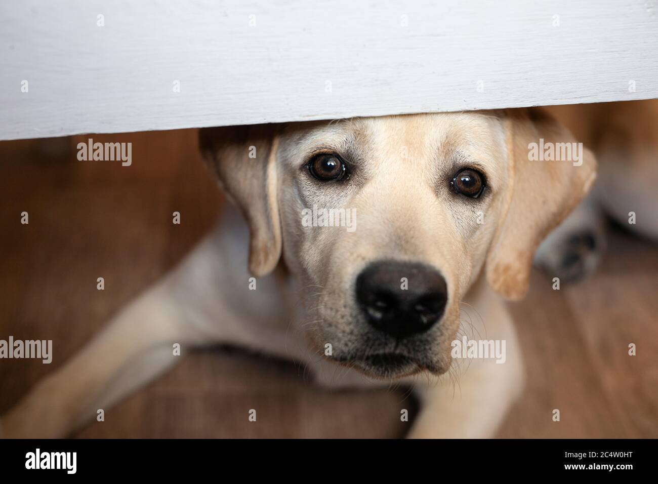 Labrador dog looks out from under table, asks for food, begging puppy Stock Photo