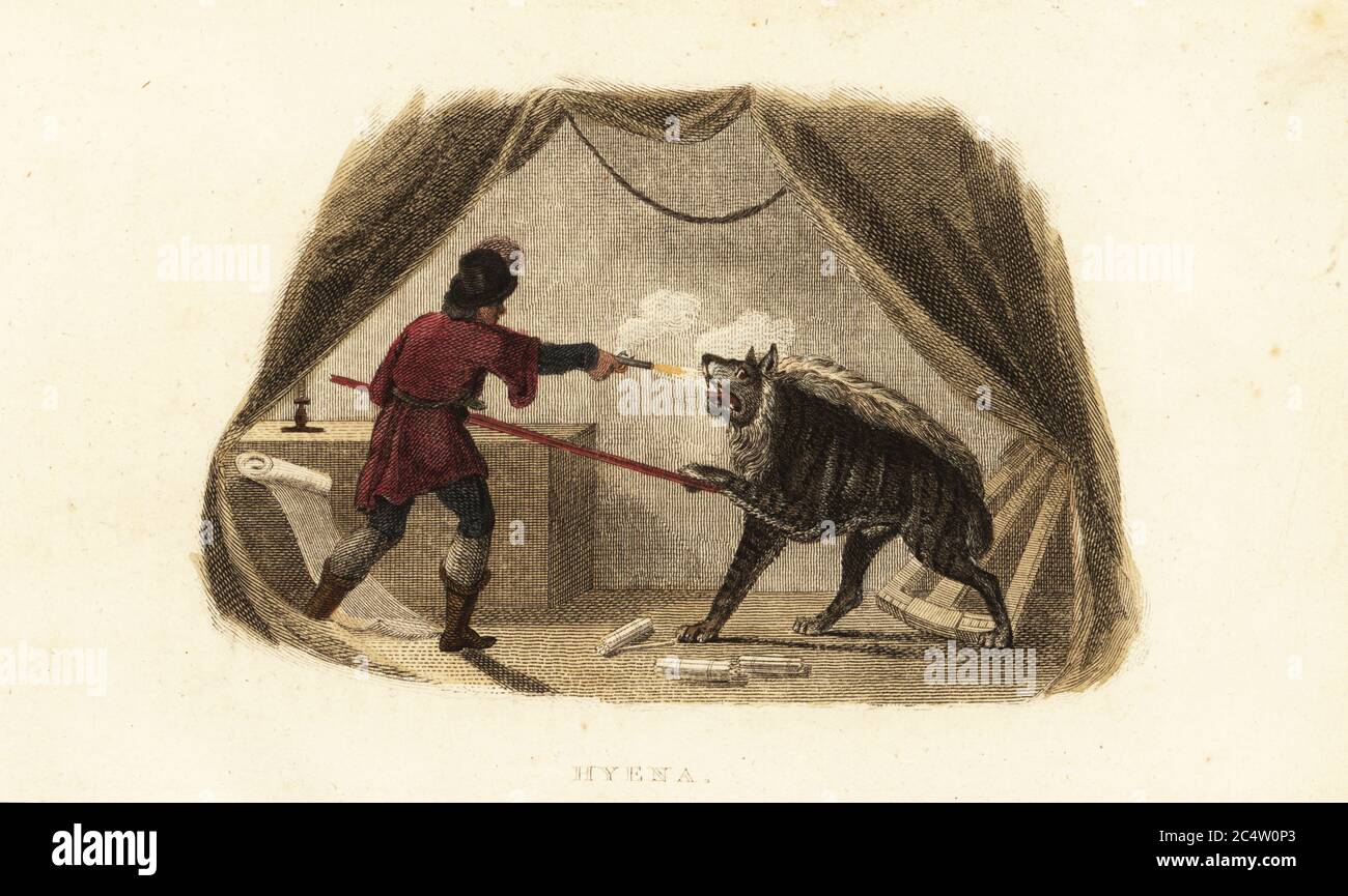 James Bruce killing a hyena with pistol and pike in his tent in Maitsha,  Abyssinia (near Gondar, Ethiopia). The hyena was stealing wax candles from  the Scottish explorer's tent. Handcoloured copperplate engraving