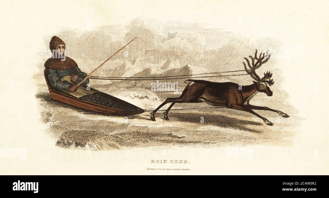Sami Laplander in a sledge drawn by a reindeer, Rangifer tarandus, 18th century. The reindeer is yoked to the sledge around the chest, and the reins are tied to the antlers. Handcoloured copperplate engraving from Reverend Thomas Smith’s The Naturalist’s Cabinet, or Interesting Sketches of Animal History, Albion Press, James Cundee, London, 1806. Smith, fl. 1803-1818, was a writer and editor of books on natural history, religion, philosophy, ancient history and astronomy. Stock Photo