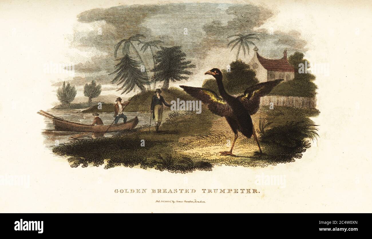 Golden-winged trumpeter running to greet Vosmaer when he steps on shore. The bird spread its wings and trumpeted for him alone. Arnout Vosmaer was a Dutch naturalist and director of the natural history collection and menagerie of the Prince of Orange. Grey-winged trumpeter or agami, Psophia crepitans. Handcoloured copperplate engraving from Reverend Thomas Smith’s The Naturalist’s Cabinet, or Interesting Sketches of Animal History, Albion Press, James Cundee, London, 1806. Smith, fl. 1803-1818, was a writer and editor of books on natural history, religion, philosophy, ancient history and astro Stock Photo