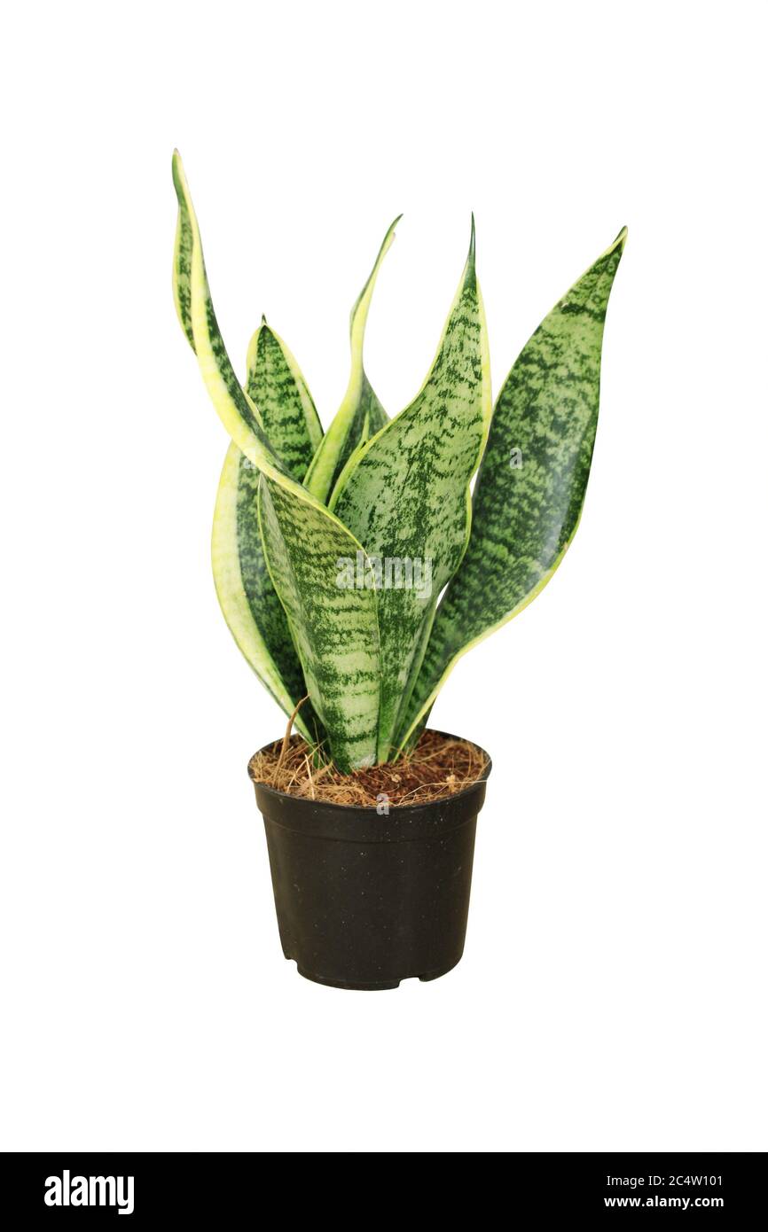 Tropical plant Sansevieria Trifasciata (also known as Mother-in-law's tongue, snake plant, pike tail, Viper's Bowstring Hemp). Decorative houseplant S Stock Photo