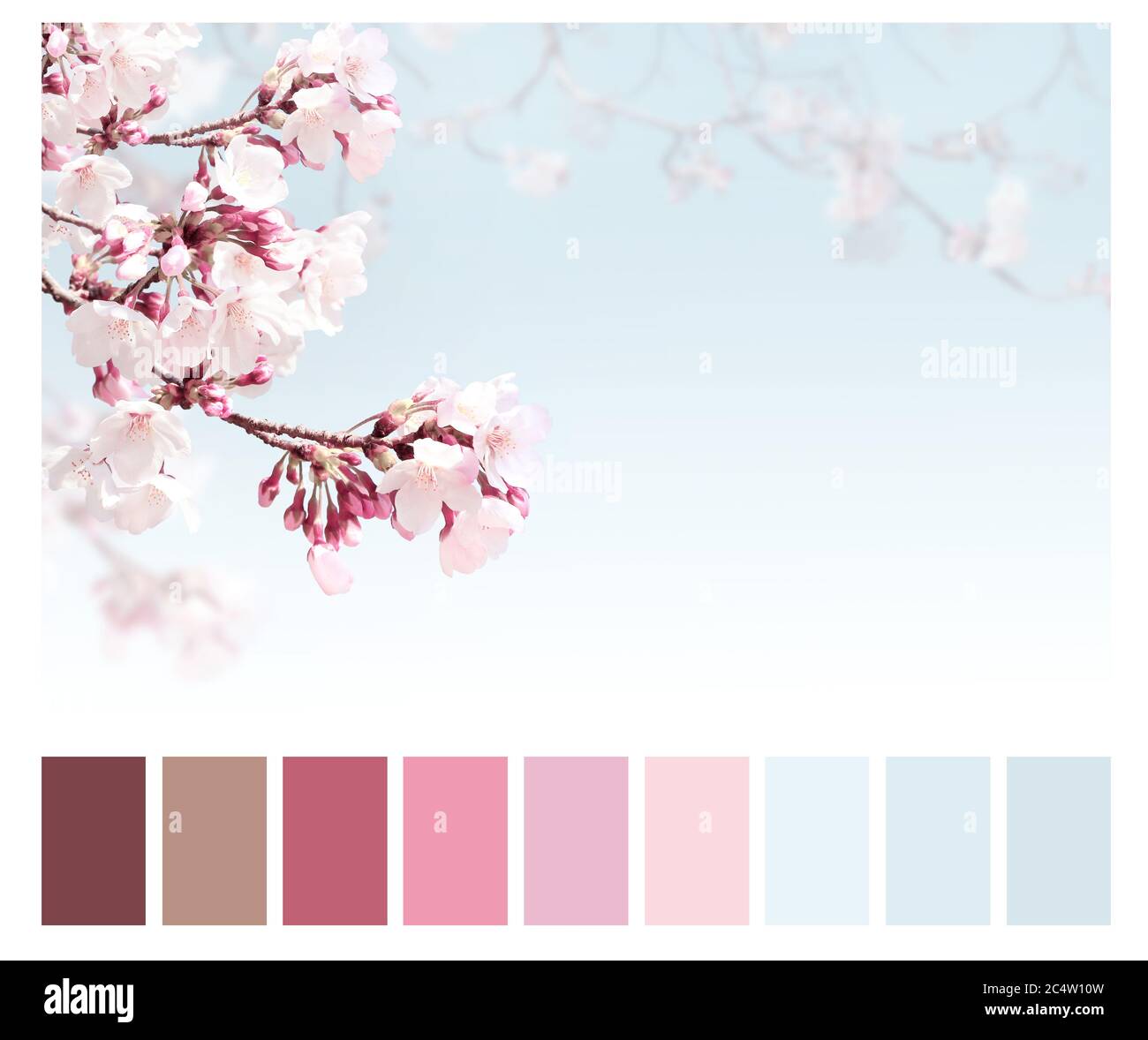 Color matching palette with complimentary colour swatches. Spring color matching palette. Sakura flowers on foggy backdrop. Beautiful nature spring ba Stock Photo