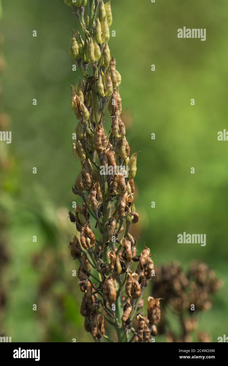 With Field Larkspur High Resolution Stock Photography and Images - Alamy