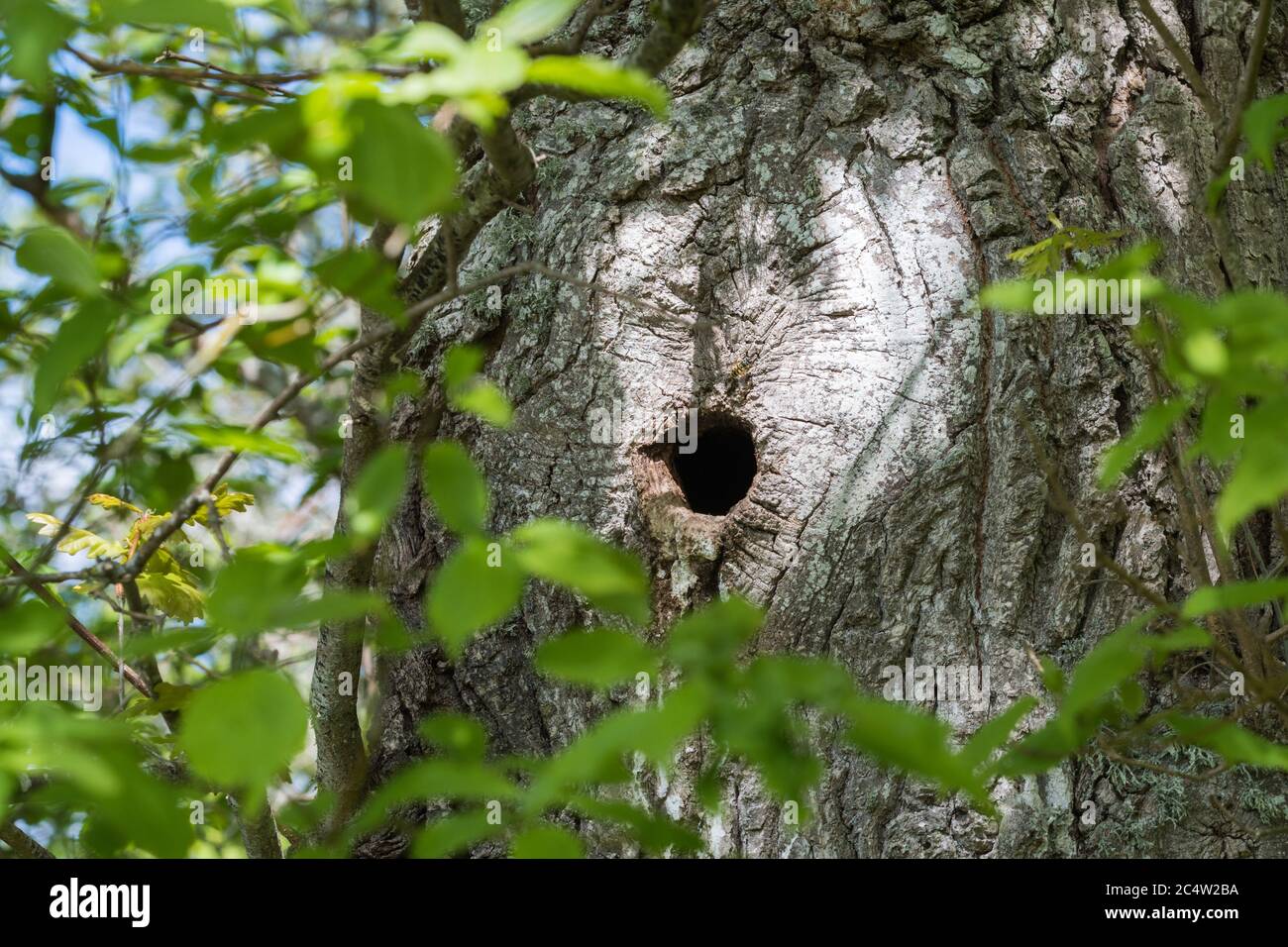 Bird nest in a woodpeckers hole in a tree trunk Stock Photo Alamy