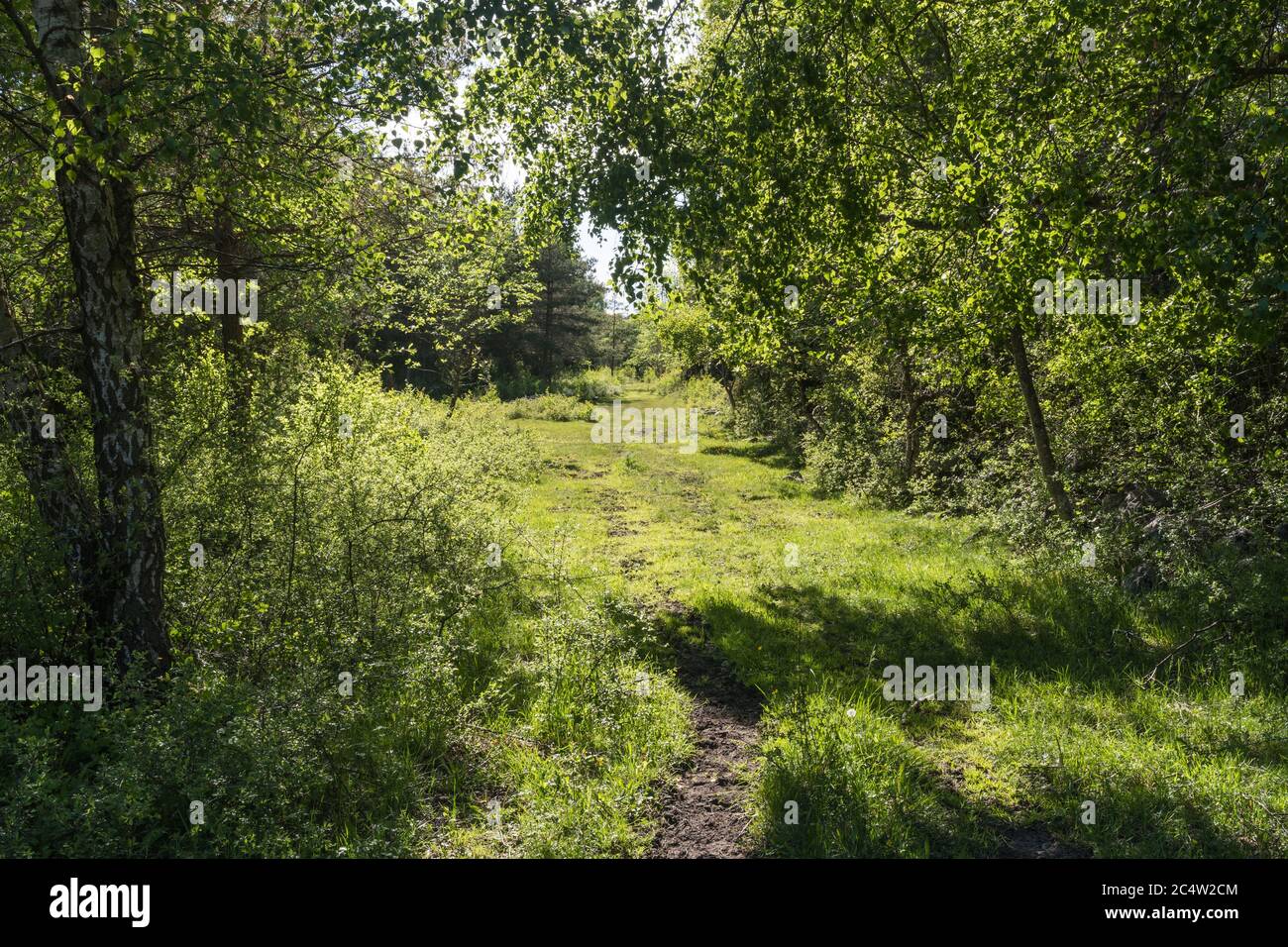 Winding cattle path in a lush foliage on the swedish island Oland Stock Photo