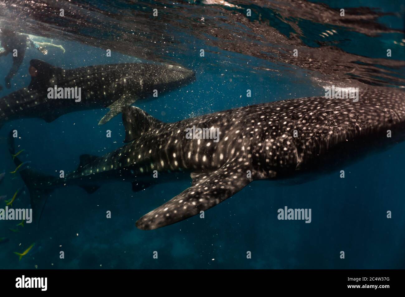 Two whalesharks feeding on krill. Whaleshark watching in Oslob, Philippines. Stock Photo