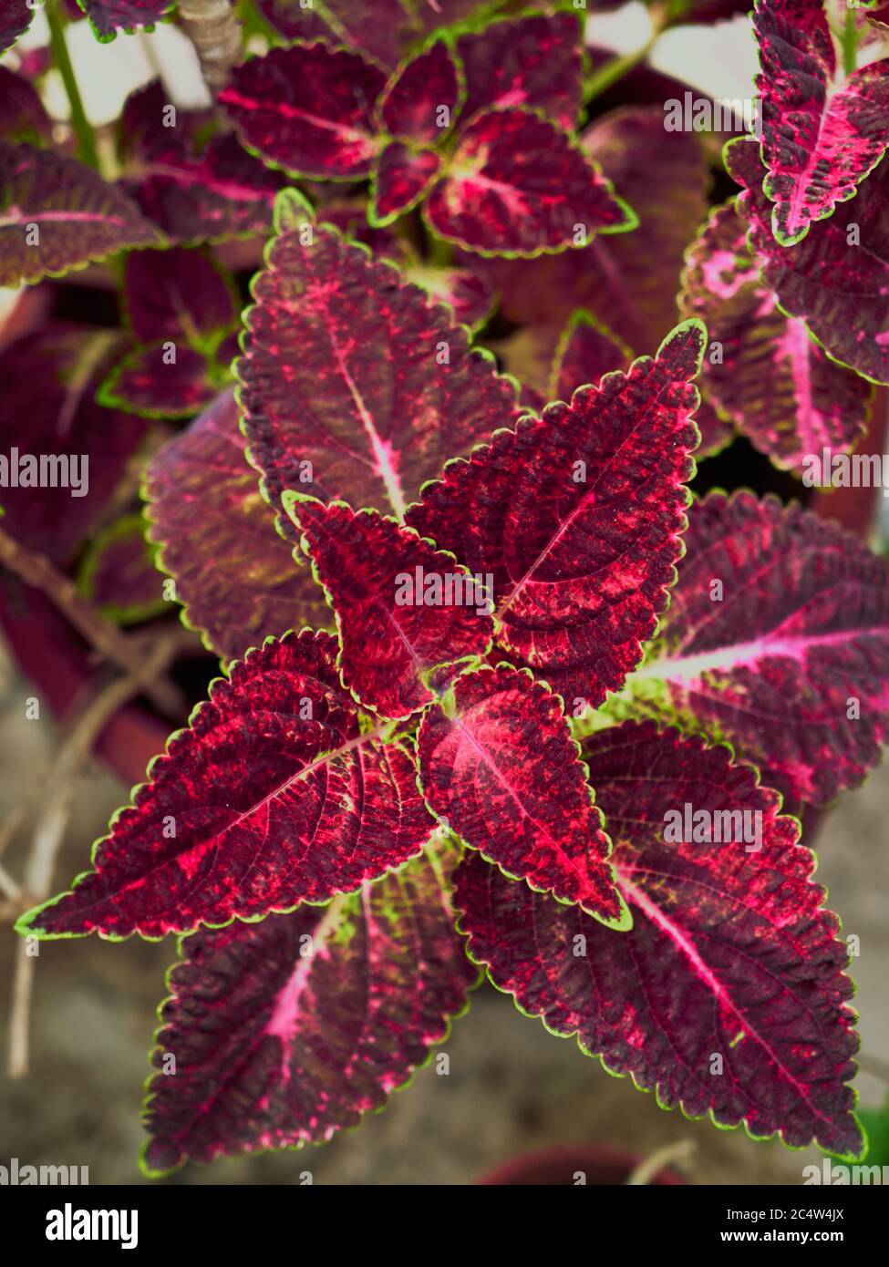 Plectranthus green leaf plant hires stock photography and images Alamy