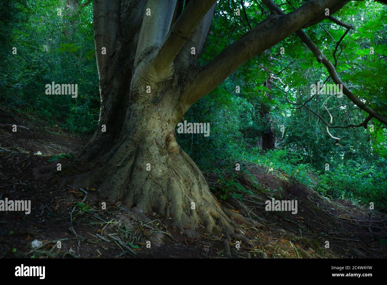 Big and old oak tree in the dark forest Stock Photo - Alamy