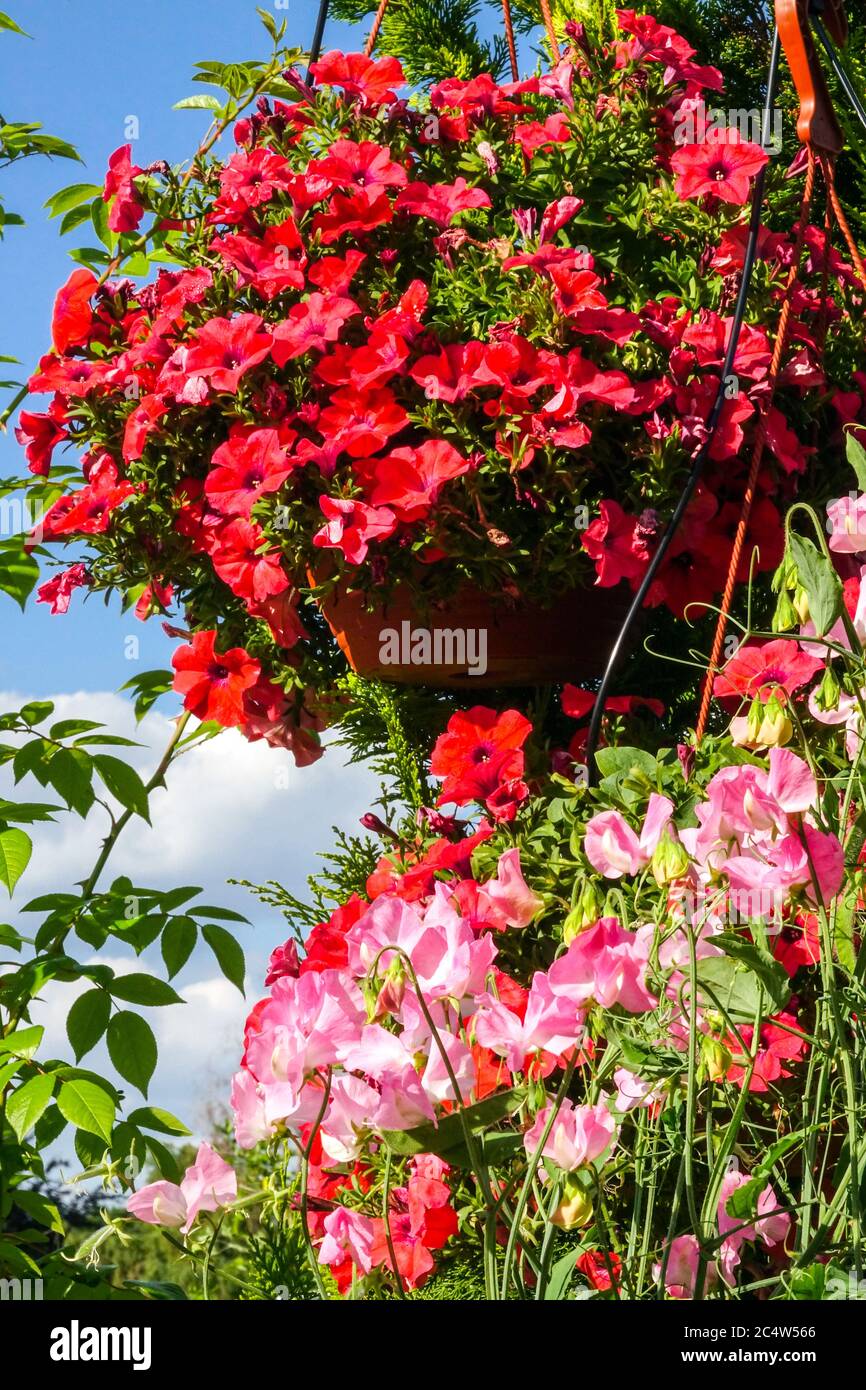 Red hanging basket flowers garden plants in pots Stock Photo Alamy
