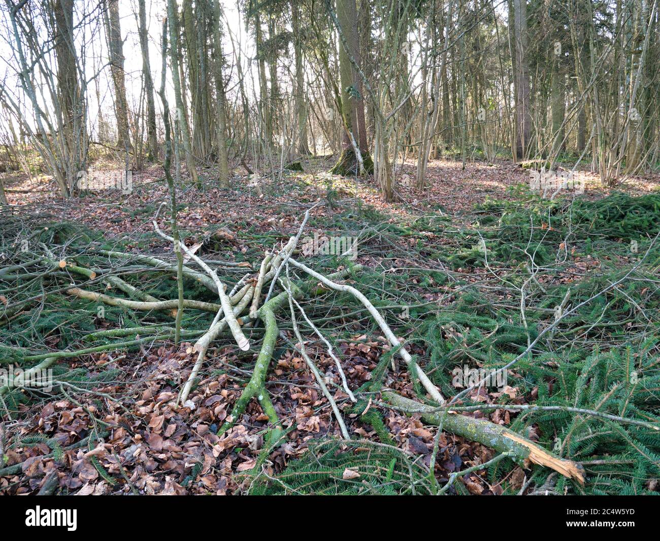 Branches and twigs of cut down trees on the forest floor covered with