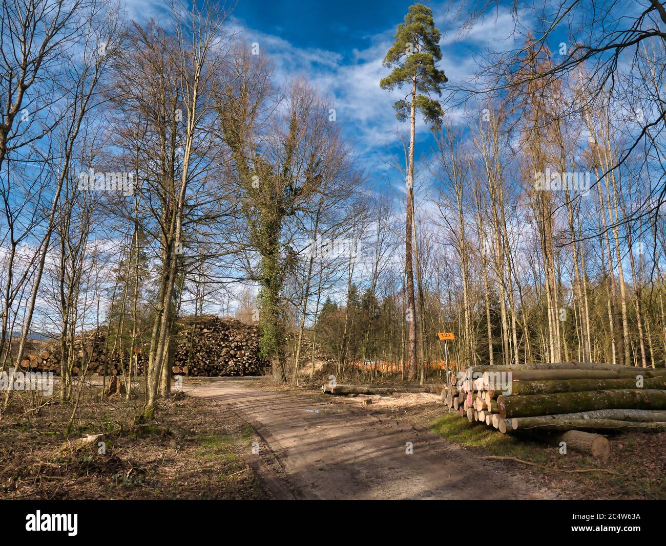 Logs of cut down trees stacked on top of each other next to footpath in ...
