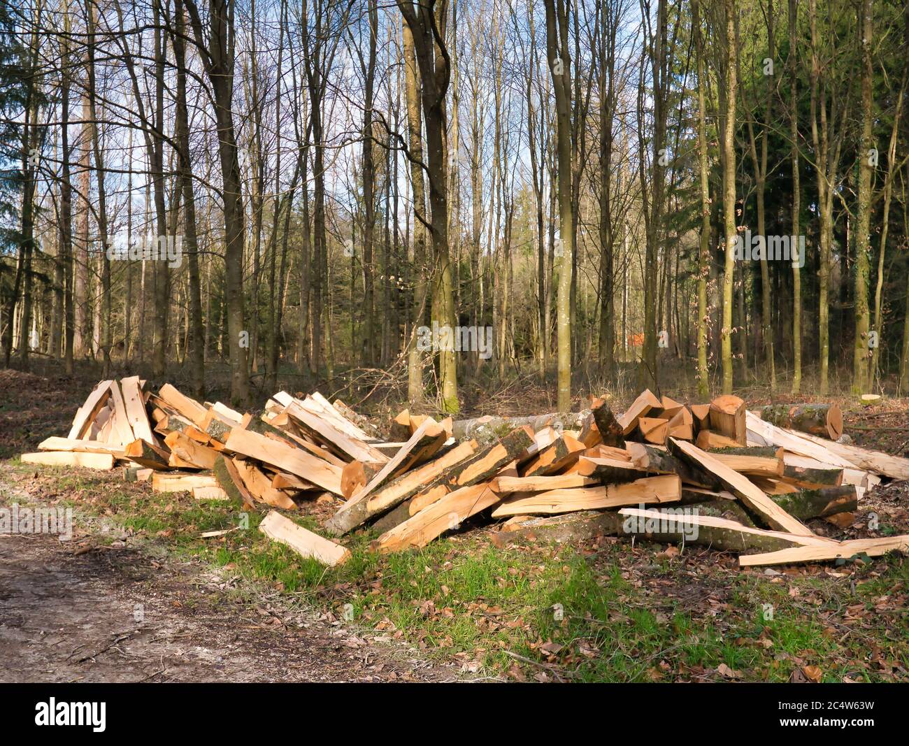 Trees processed and cut into logs lie in a pile next to the footpath in
