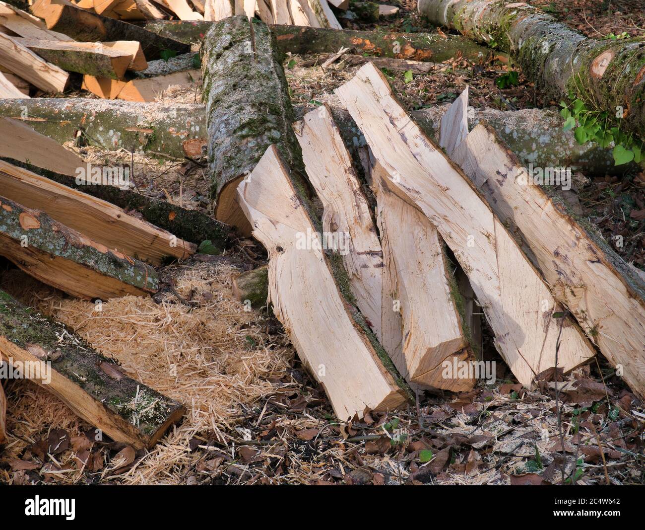 Trees processed and cut into logs lie in a pile next to the footpath in