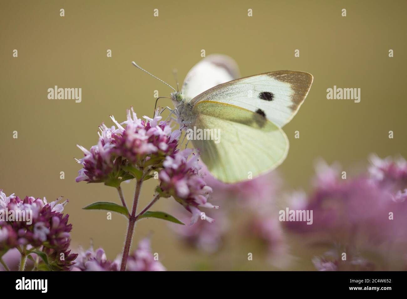 a large white butterfly feeds on nectar from a purple wild flower, Hampshire, UK Stock Photo