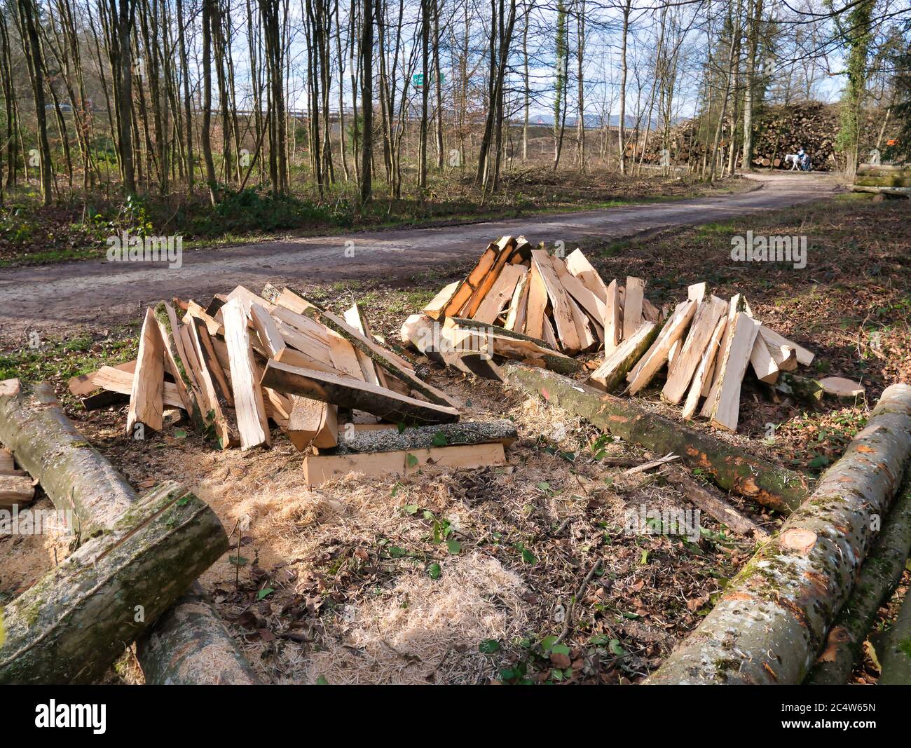 Trees processed and cut into logs lie in a pile next to the footpath in