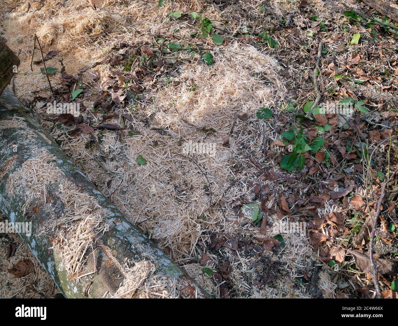 Wood chips and sawdust are spread out on the log and forest floor as a close-up view. Stock Photo