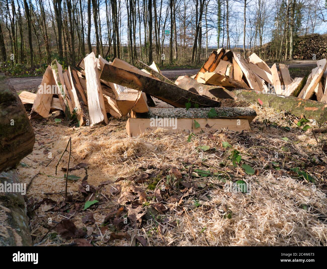 Trees processed and cut into logs lie in a pile next to the footpath in