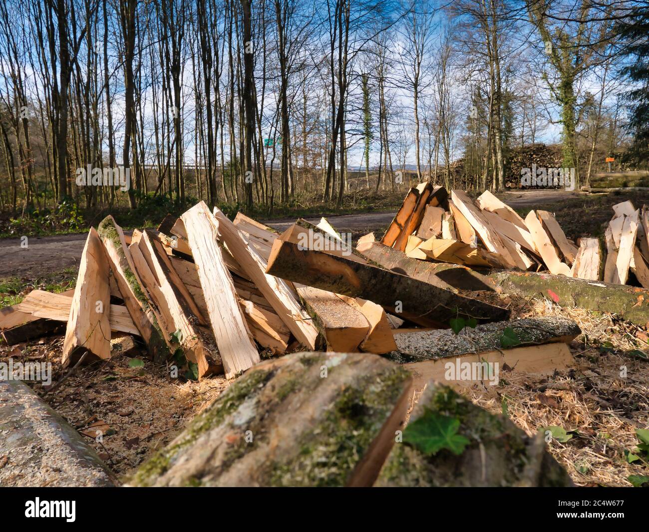 Trees processed and cut into logs lie in a pile next to the footpath in