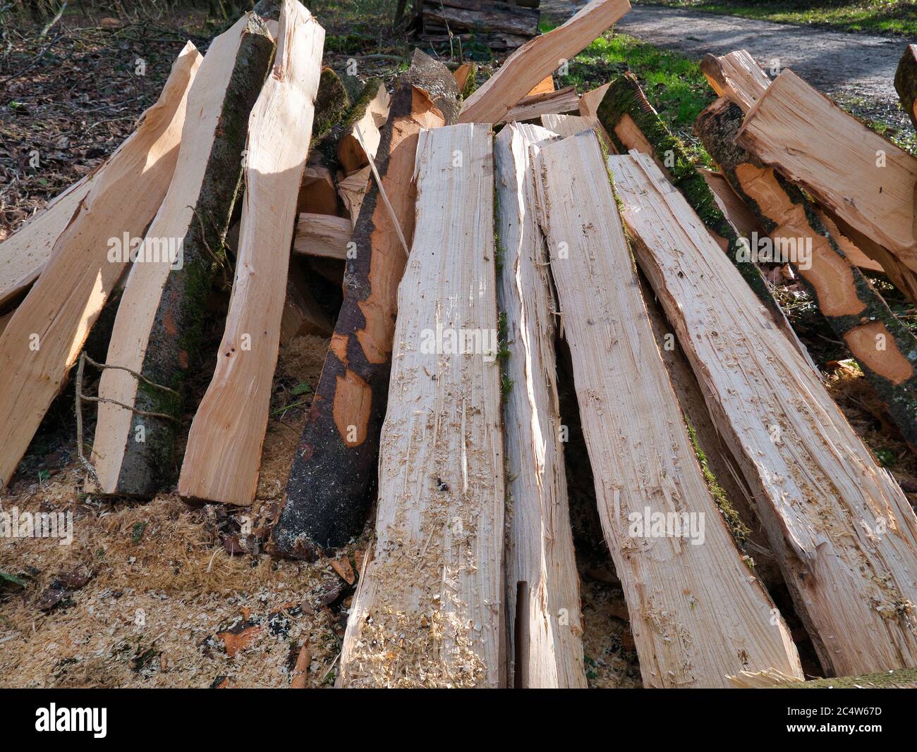 Trees processed and cut into logs lie in a pile next to the footpath in