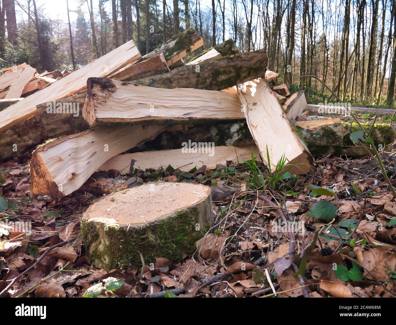 Trees processed and cut into logs lie in a pile next to the footpath in