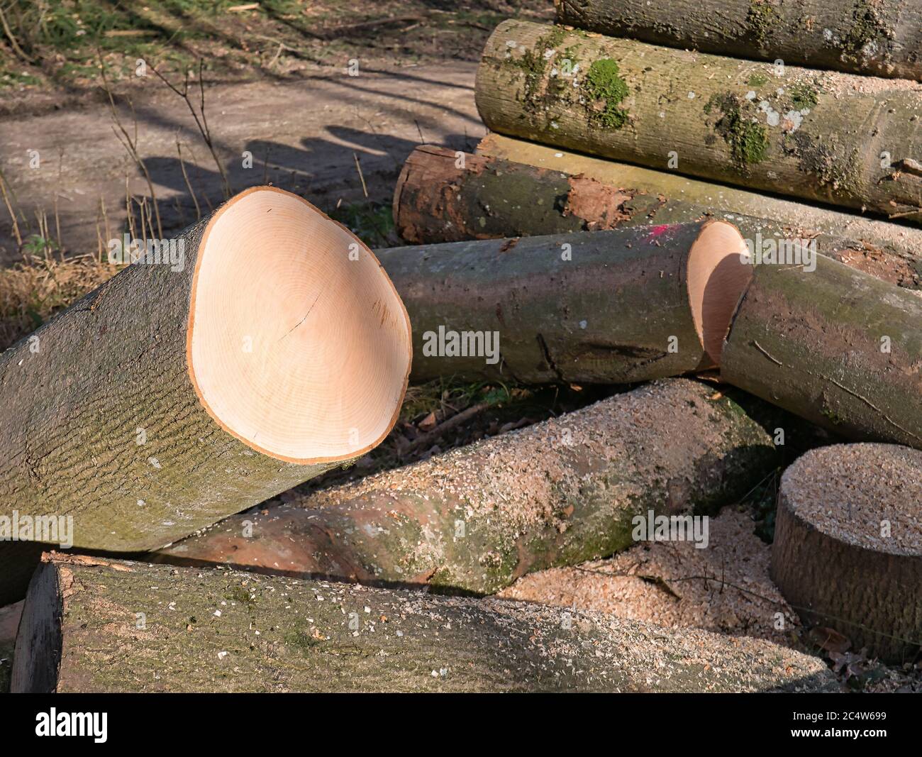 Close-up view of the cross-section of one of the cut tree trunks with annual rings that are still being processed into small wood. Stock Photo