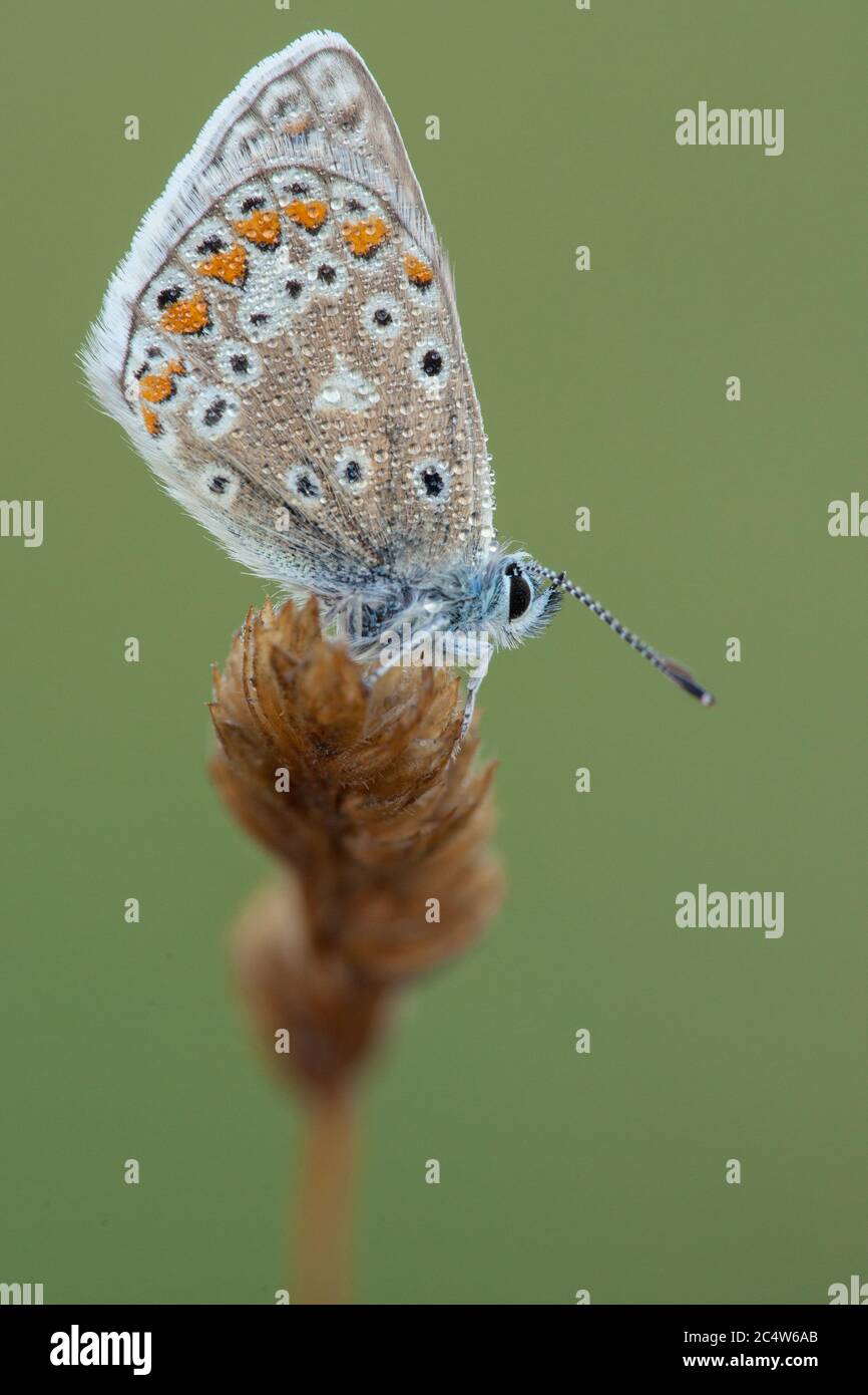 A side on view of a common blue butterfly Polyommatus icarus, Hampshire, UK Stock Photo
