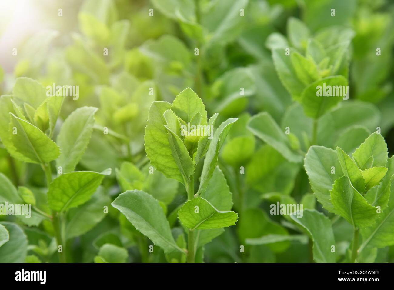 Pluchea indica or 'Khlu' leaves (Indian camphorweed, Indian pluchea, Baccharis indica L,luntas, beluntas). Thai vegetables and herbs, Plants with medi Stock Photo