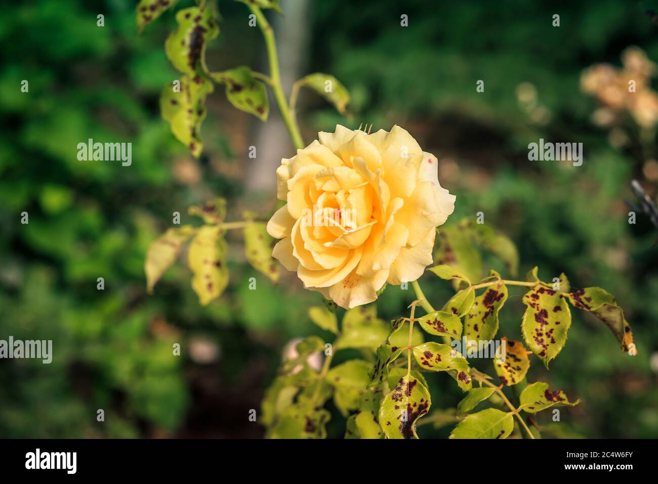 green background with beauty yellow rose and leaves with black spots Stock Photo
