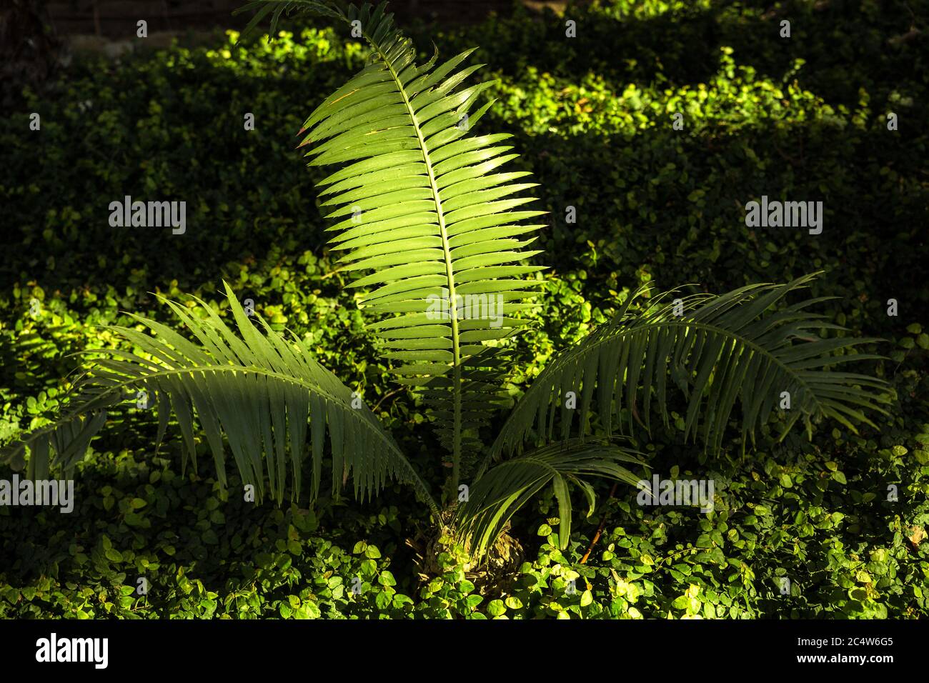 evergreen false palm tree of Japanese origin and small height Stock Photo