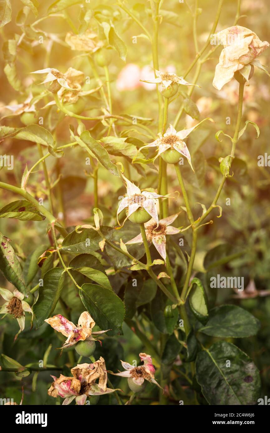 closeup of dried rose bush out of season in summer Stock Photo Alamy