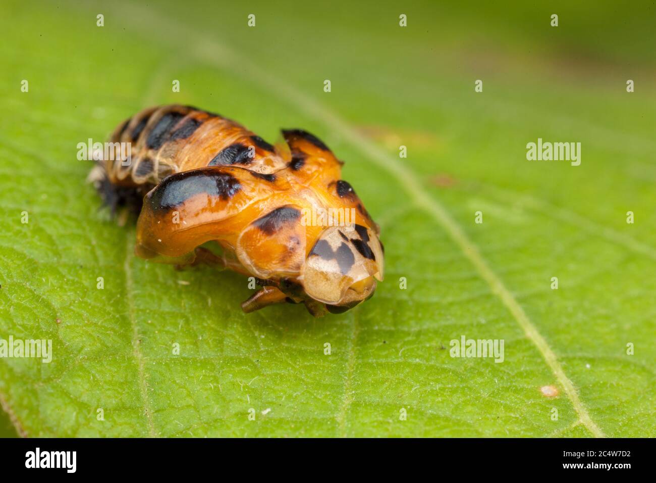A series of images showing the pupation process as an adult six spot ladybird transforms from a pupa. Stock Photo