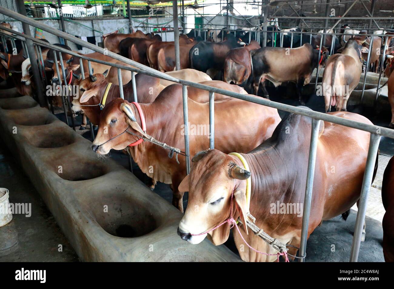 Dhaka, Bangladesh June 28, 2020 A cattle farm at Mohammadpur in
