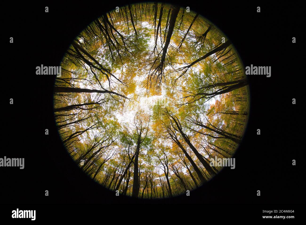 A fisheye view looking up from the woodland floor toward the autumnal leaves and canopy over head, Hampshire, UK. Stock Photo