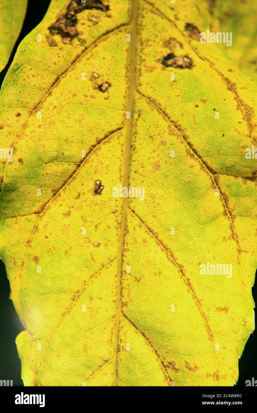 Vertical closeup shot of a yellow leaf Stock Photo - Alamy