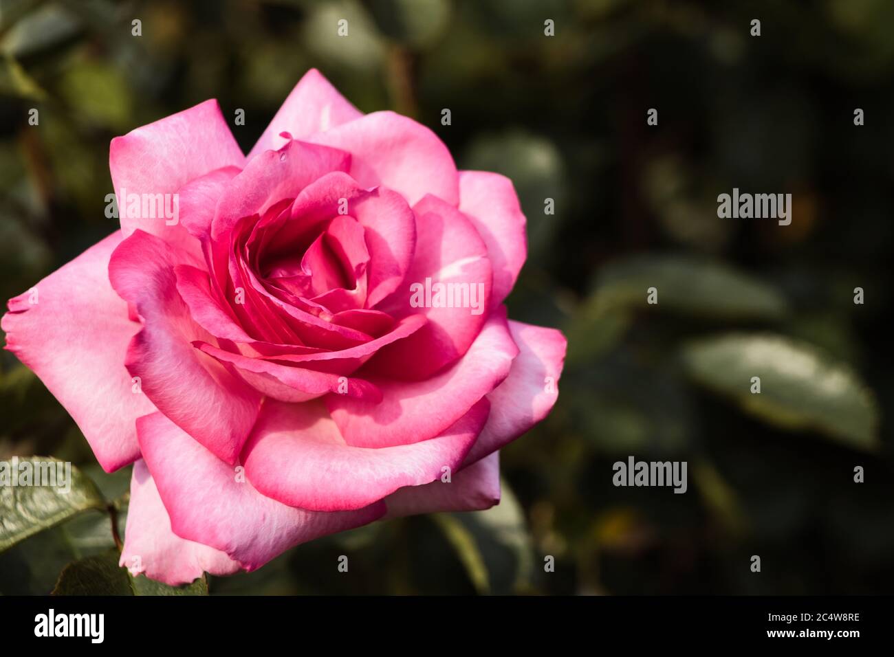 Macro shot of a beautiful pink rose in the greenery Stock Photo - Alamy