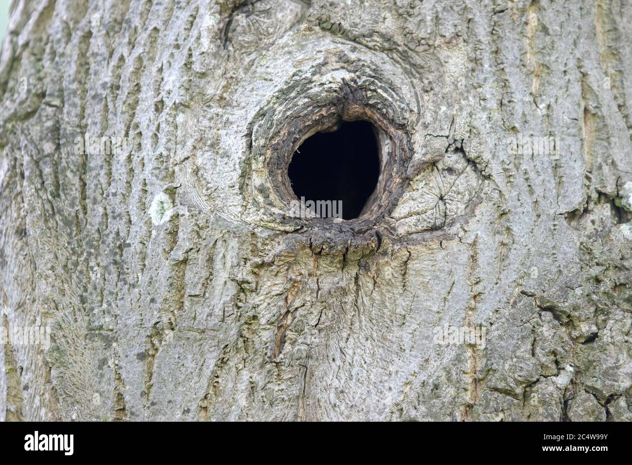 черная дыра. C hole. яма в земле. зеленый круг картинка для детей. тоннель сквозь землю.