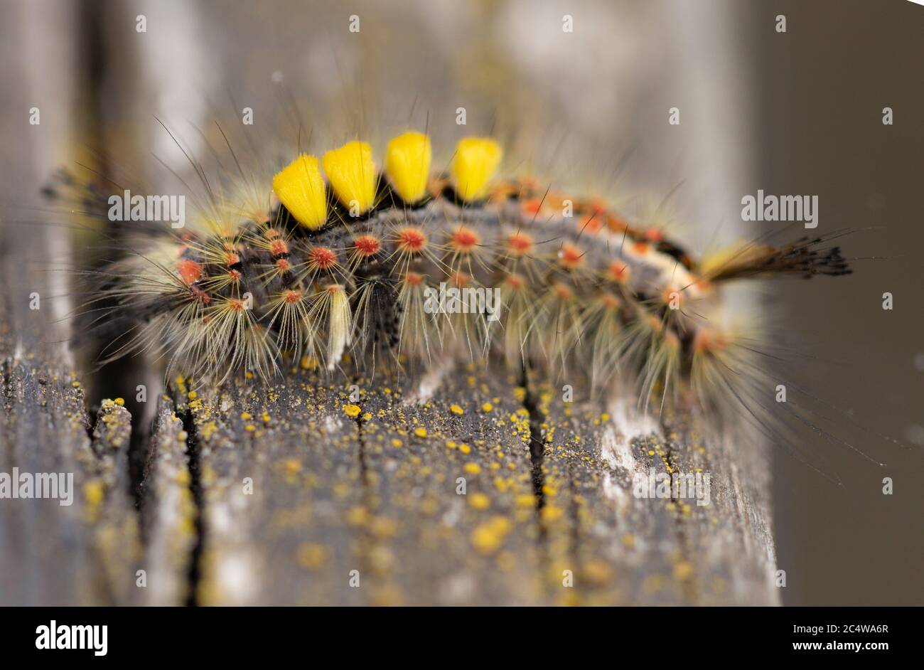 Close up macro shot of Vapourer moth caterpillar, Orgyia antiqua, four yellow tufts of hair-like setae found towards the head end. Stock Photo