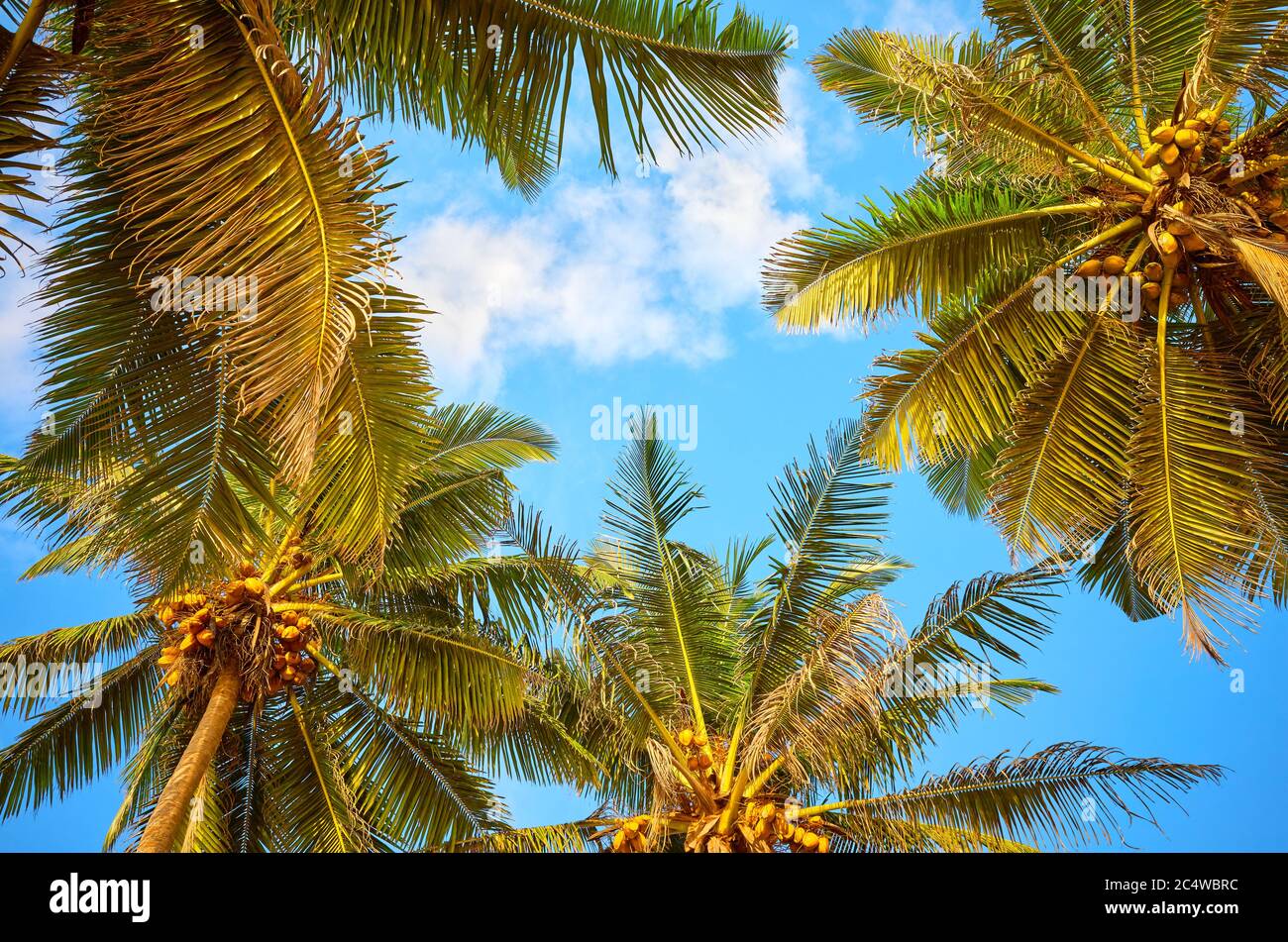 Looking up at coconut palm trees Stock Photo - Alamy