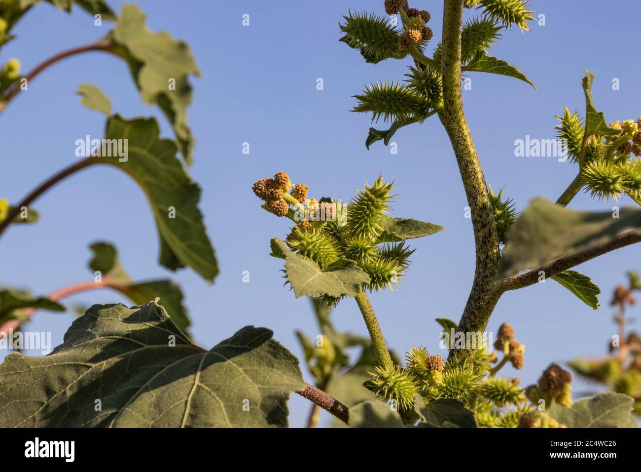 Spiky fruits and leaves of Rough cocklebur close-up against a blue sky Stock Photo
