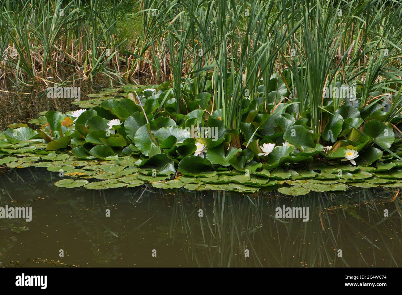 Water lilies in a pond near Koprivnice in Czech republic,Europe Stock Photo