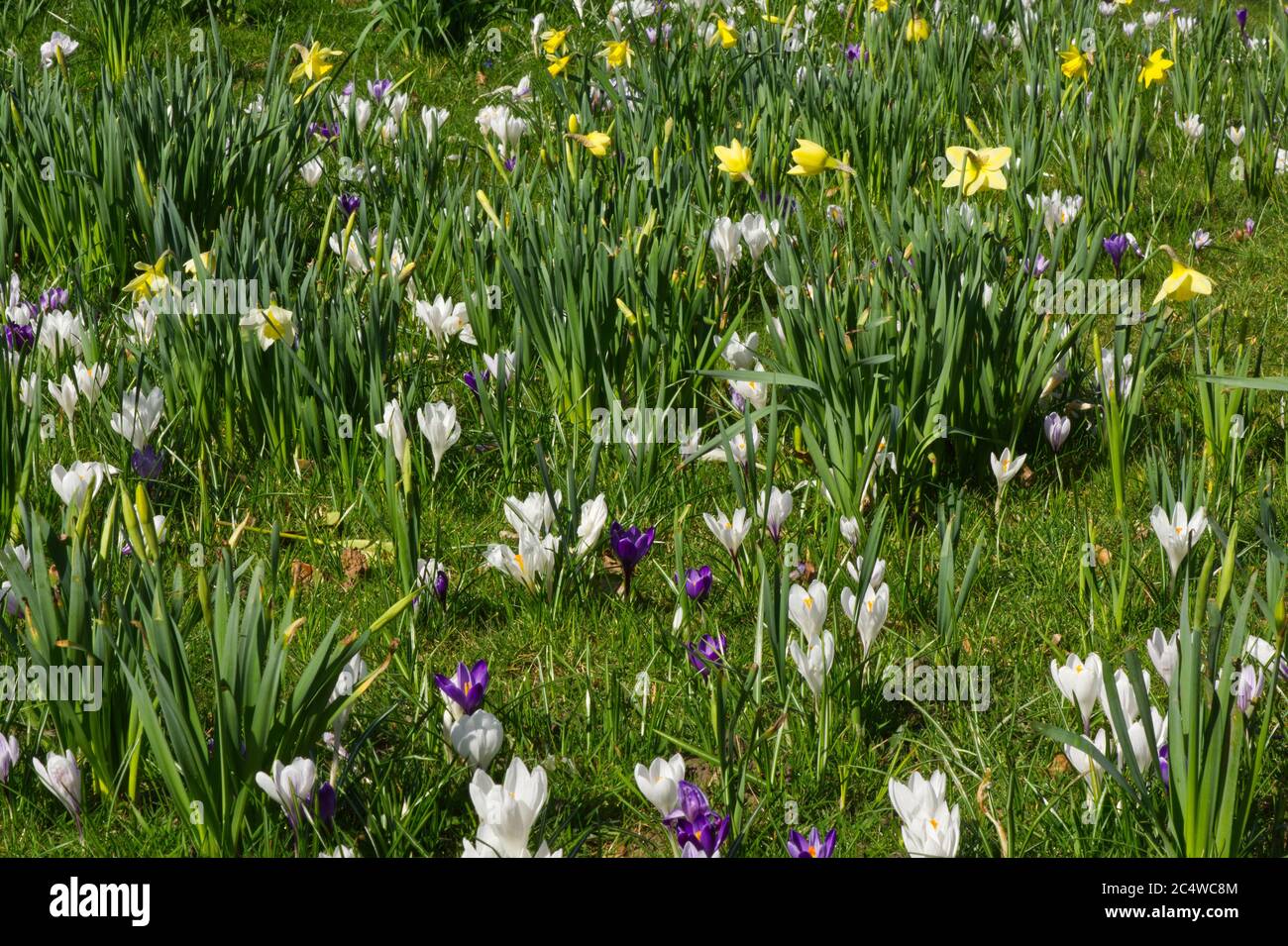 Crocus biflorus white flowers and daffodils in grass, West Sussex, England Stock Photo