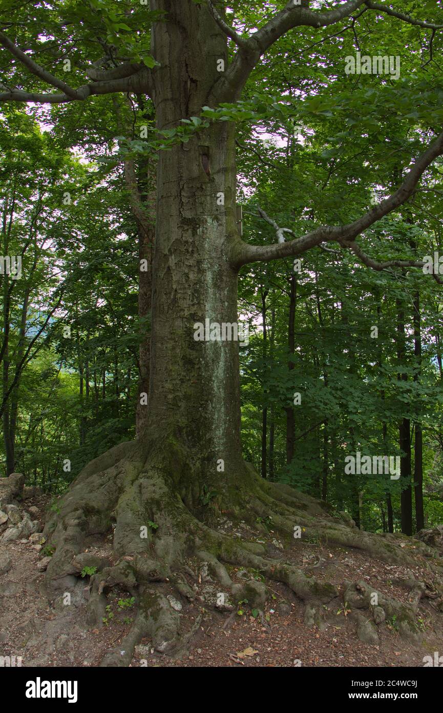 Giant tree at castle ruin Sostyn near Koprivnice in Czech republic,Europe Stock Photo